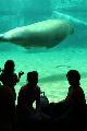 Watching the “Odobenus rosmarus” swim