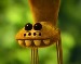 Bug and Spider