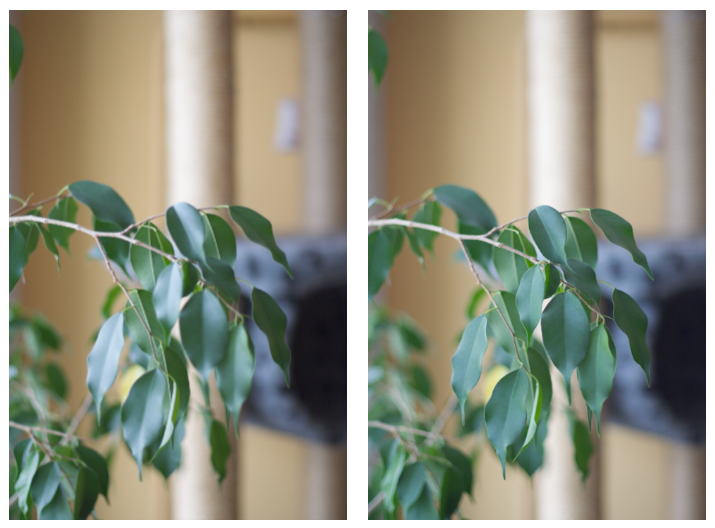 Leafs shot with Polarizer Left Minimal polarizer effect. Right: Maximal polarizer effect