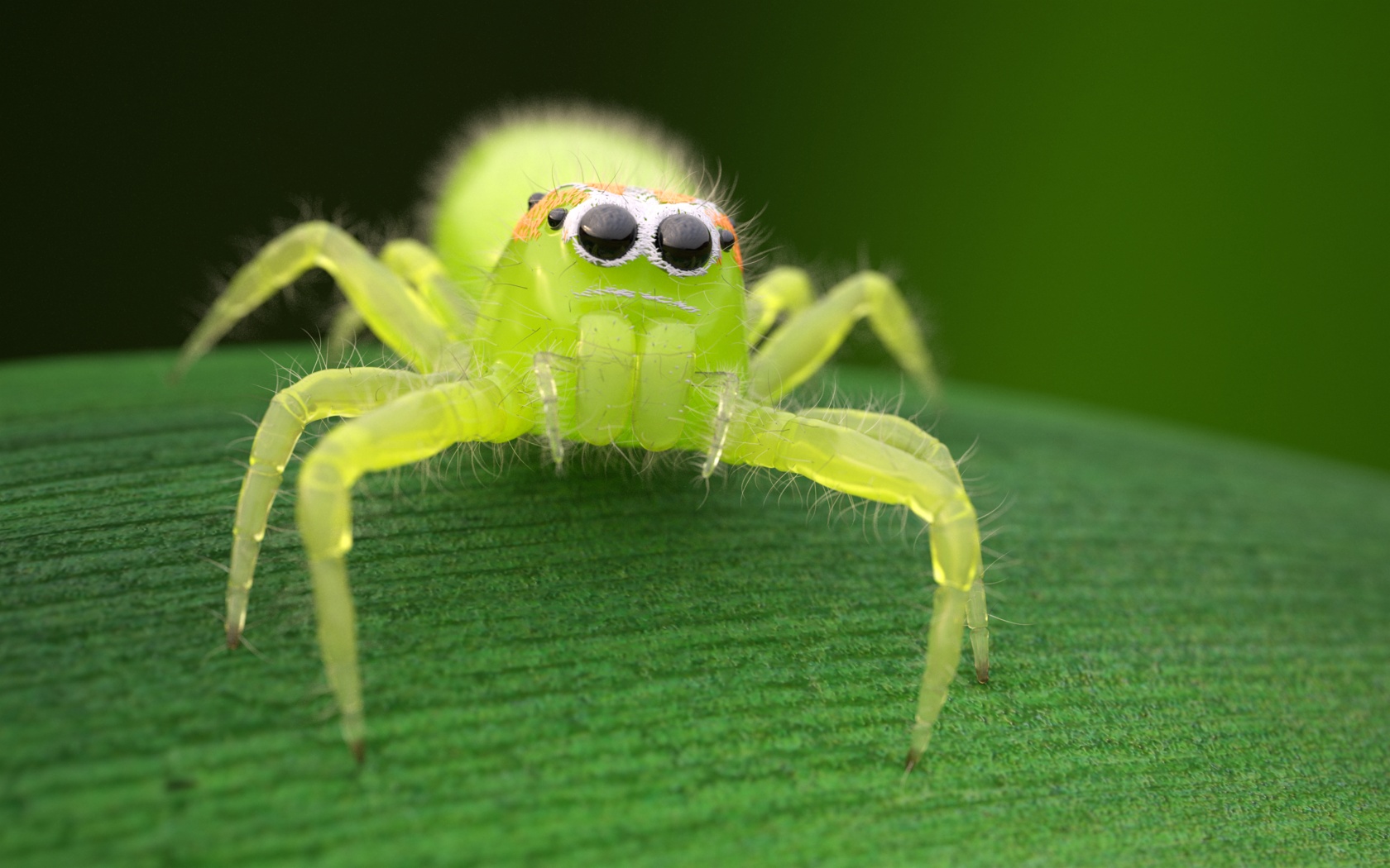 Spidernote Icon